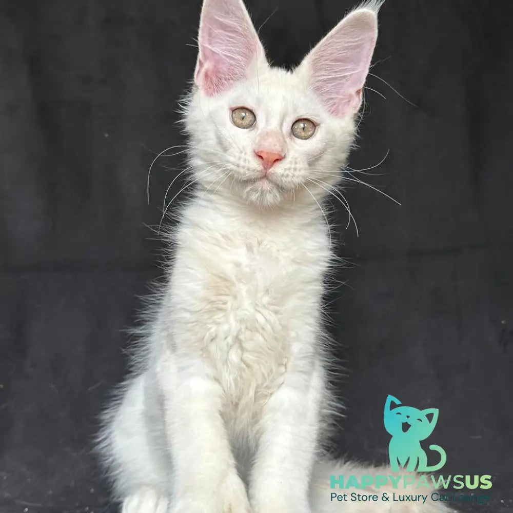Jumbo Maine Coon polydactyl 6x6x6x6 male red silver shaded - live animals