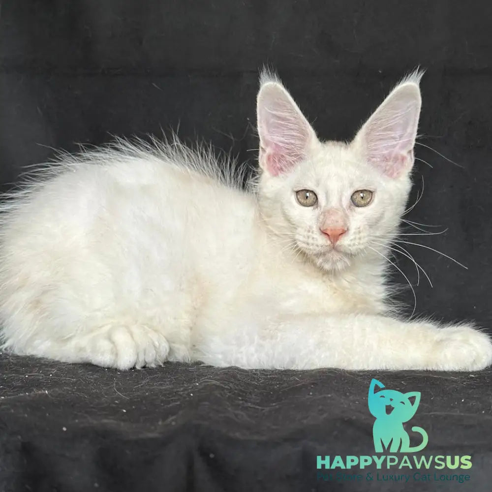 Jumbo Maine Coon polydactyl 6x6x6x6 male red silver shaded - live animals
