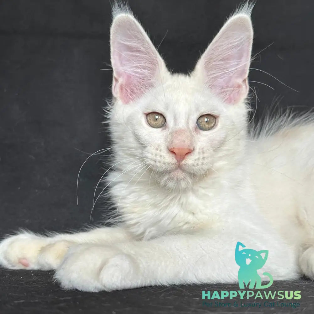 Jumbo Maine Coon polydactyl 6x6x6x6 male red silver shaded - live animals