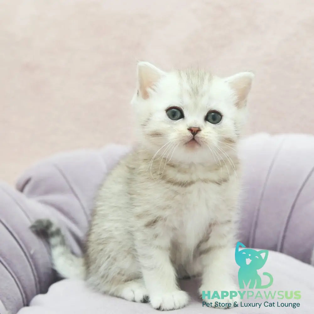 Jumi Scottish Straight female black silver spotted tabby - live animals
