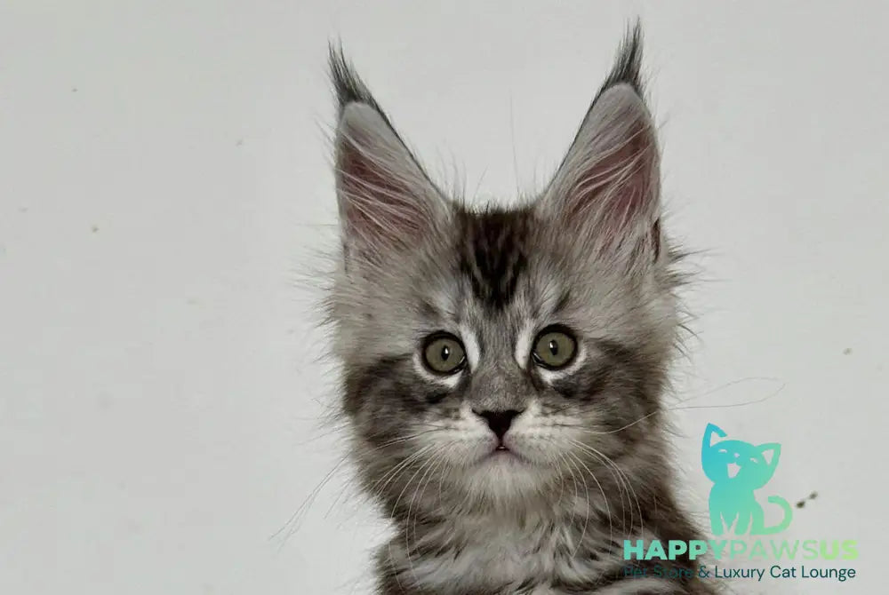 Juna Maine Coon male black silver tabby live animals