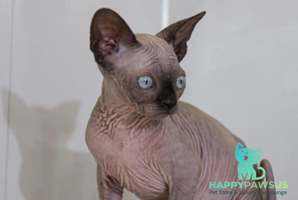 Junior Canadian Sphynx male black pointed - live animals