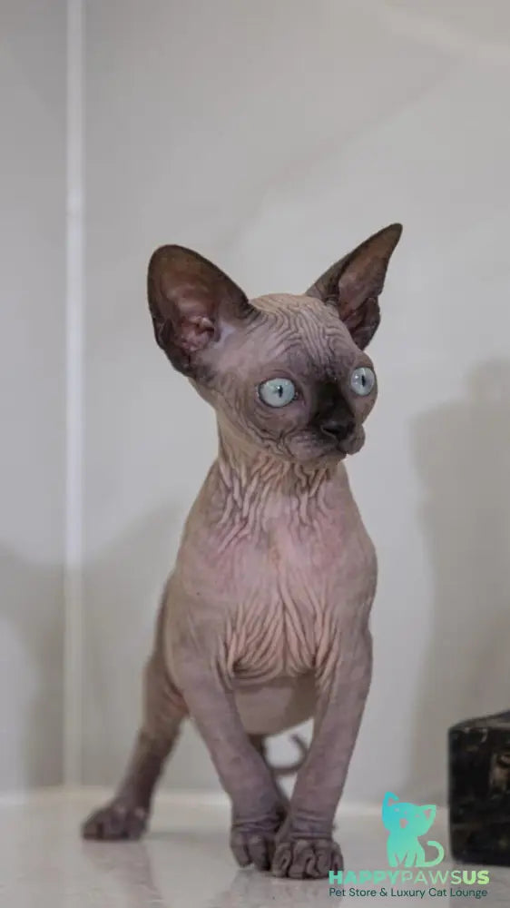 Junior Canadian Sphynx male black pointed - live animals