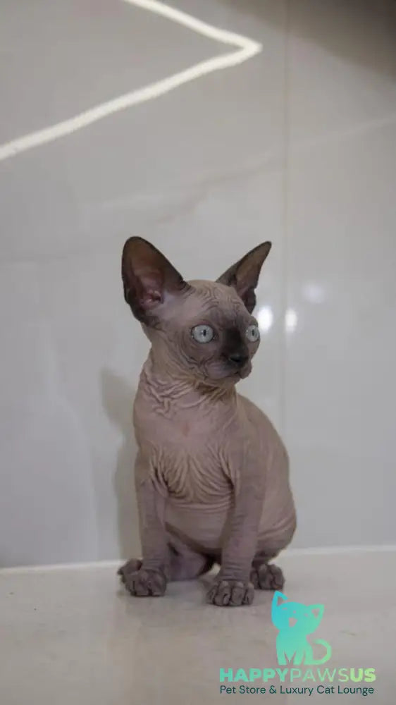 Junior Canadian Sphynx male black pointed - live animals
