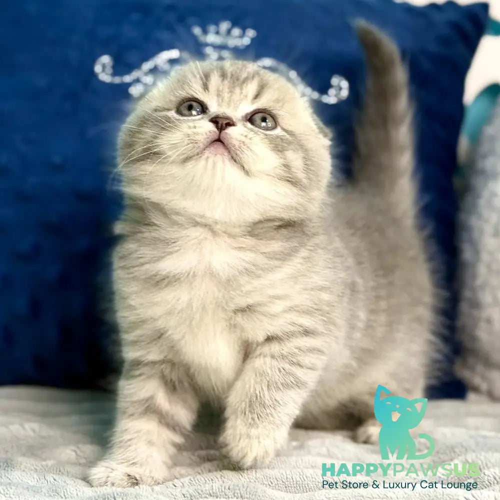 Junior Scottish Fold male blue tabby pointed - live animals