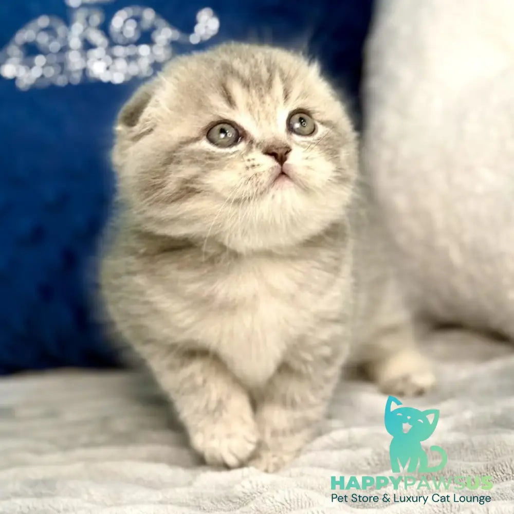 Junior Scottish Fold male blue tabby pointed - live animals