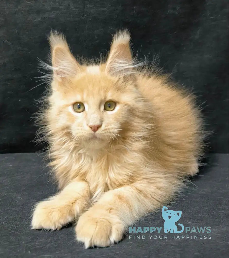 Junitus Maine Coon male cream live animals
