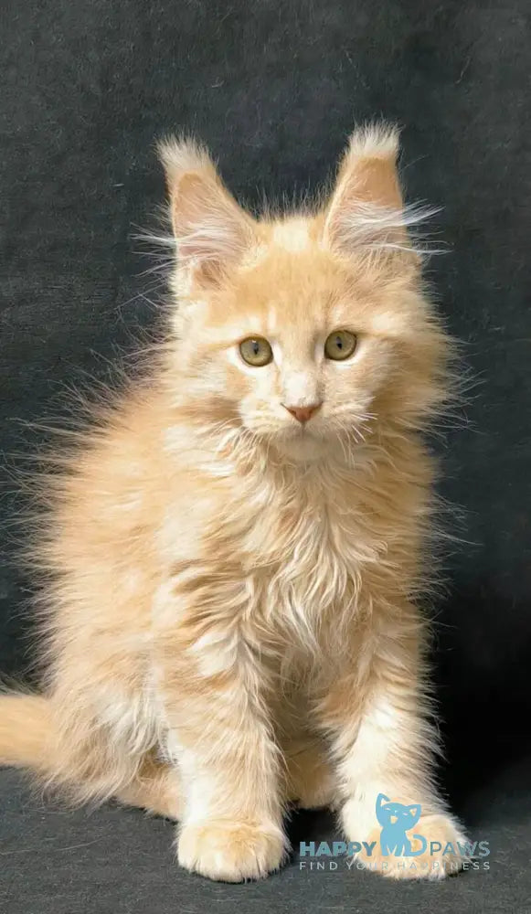 Junitus Maine Coon male cream live animals