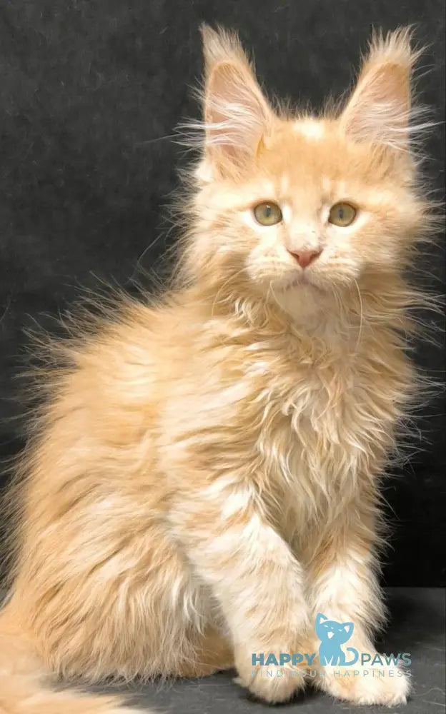 Junitus Maine Coon male cream live animals