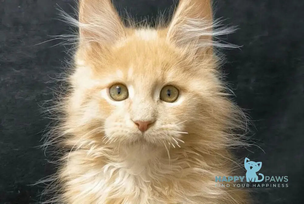 Junitus Maine Coon male cream live animals