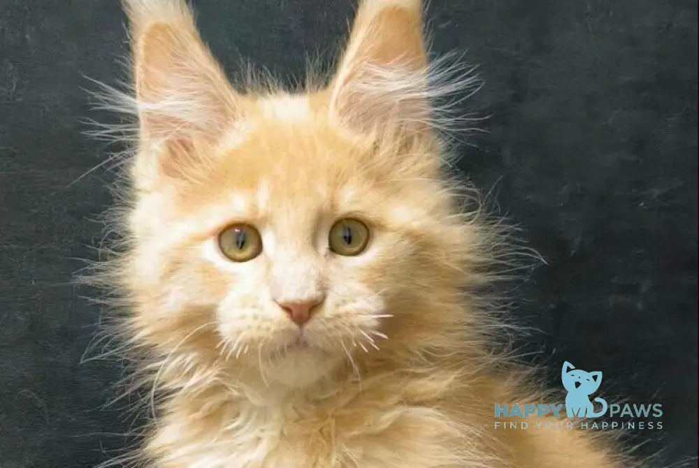 Junitus Maine Coon male cream live animals