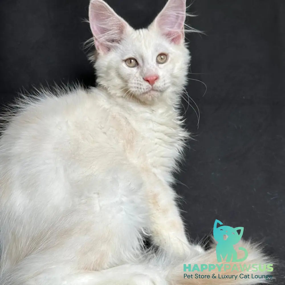 Juno Maine Coon male red silver shaded - live animals