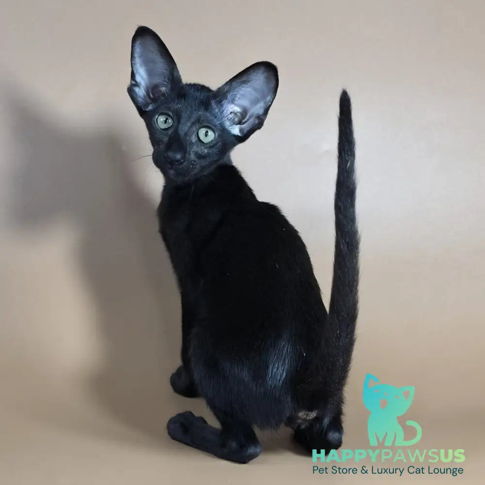 Juno Siamese female black - live animals