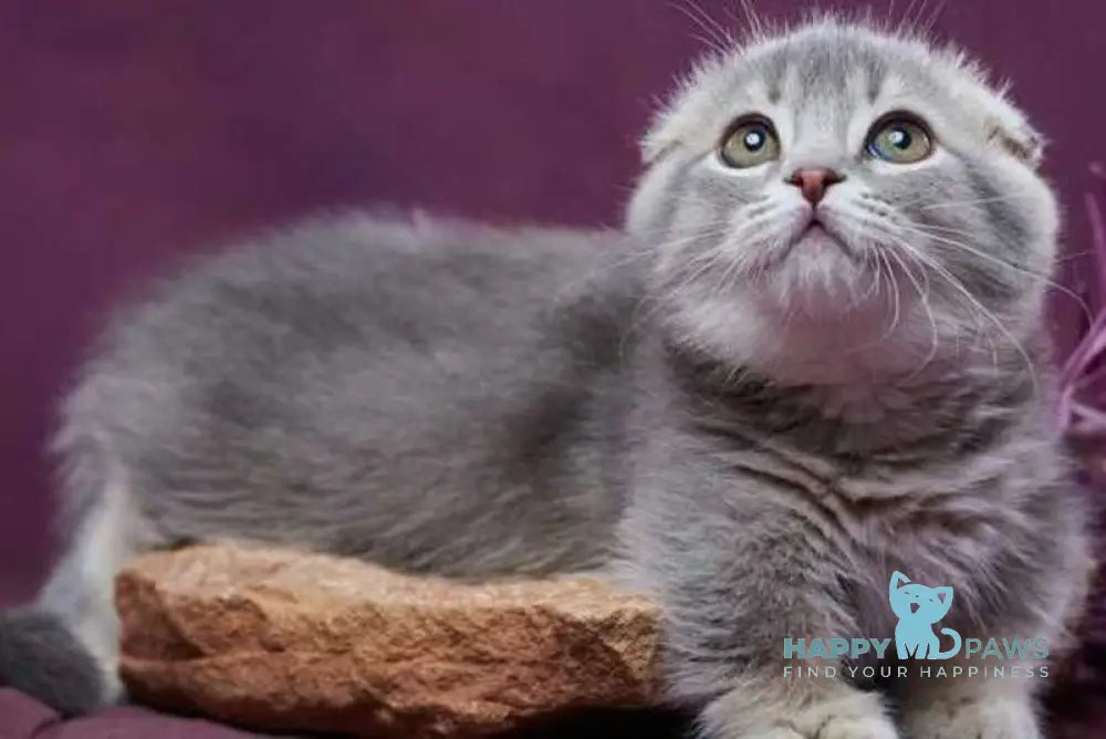 Jupiter Munchkin male blue ticked tabby - live animals