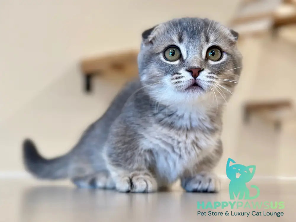 Jupiter Munchkin male blue ticked tabby - live animals