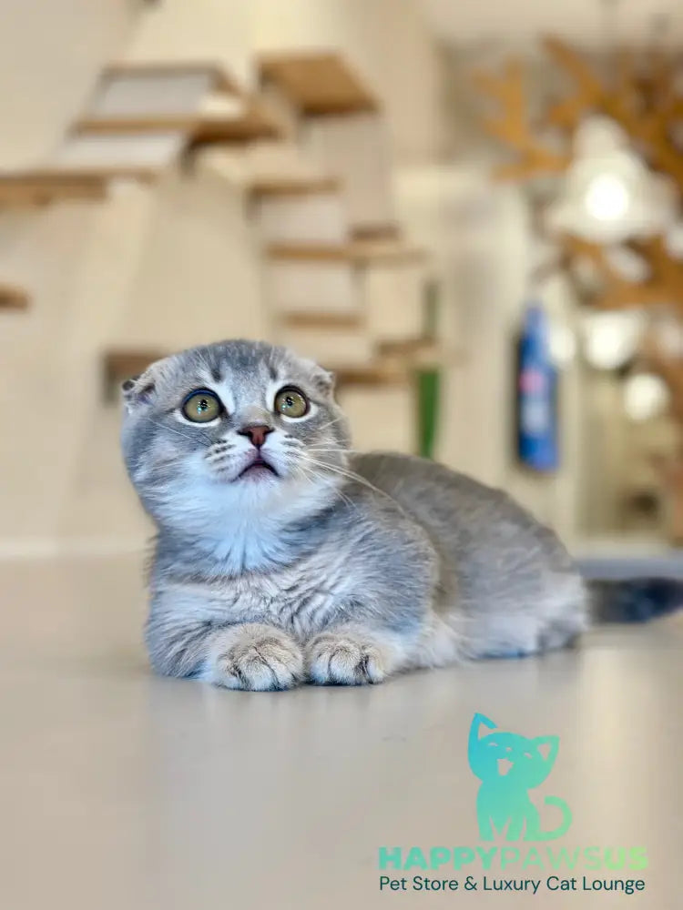 Jupiter Munchkin male blue ticked tabby - live animals