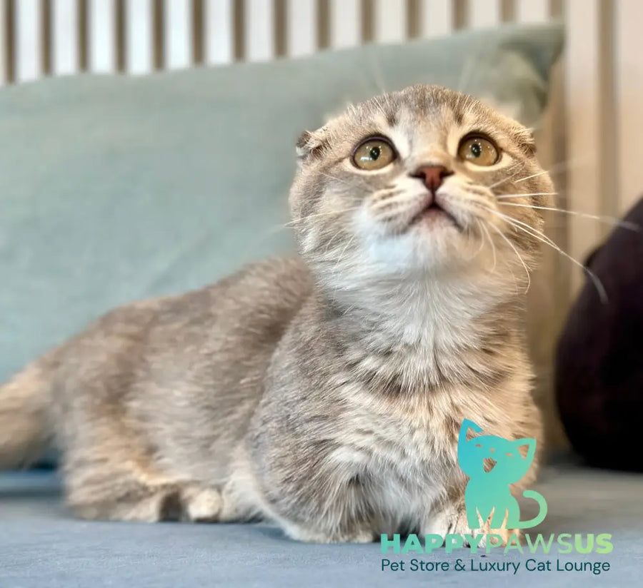 Jupiter Munchkin male blue ticked tabby - live animals