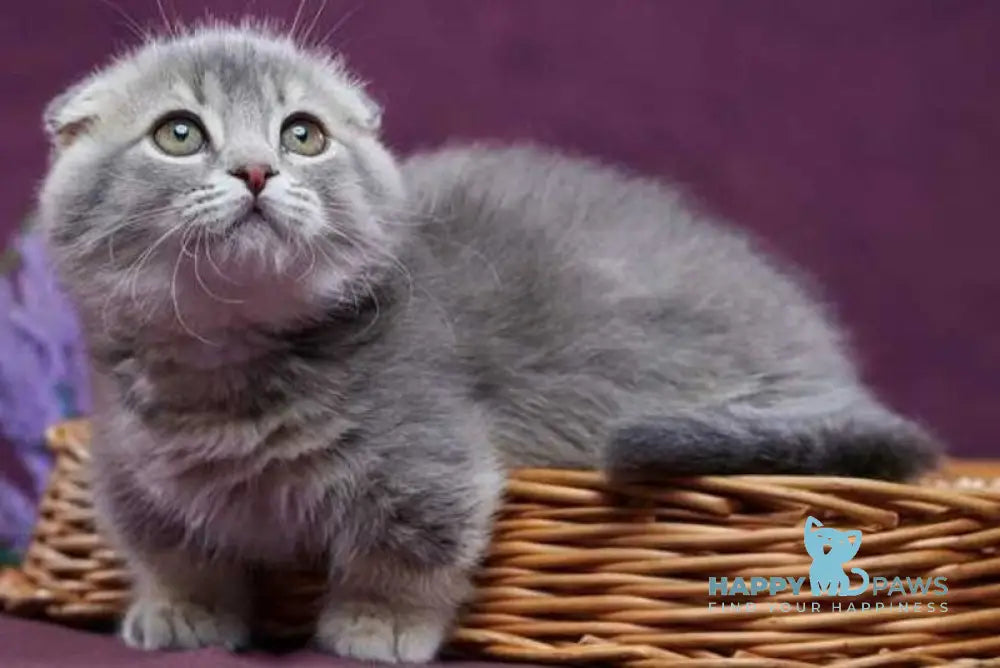 Jupiter Munchkin male blue ticked tabby - live animals