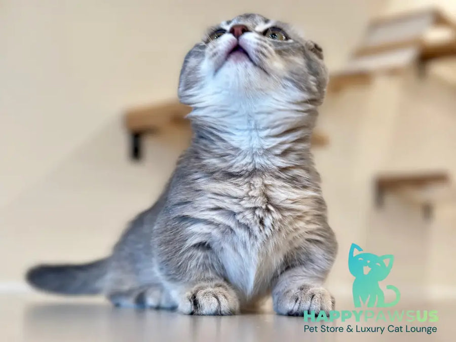 Jupiter Munchkin male blue ticked tabby - live animals