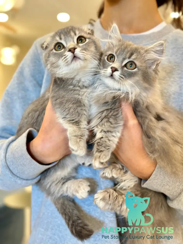 Jupiter Munchkin male blue ticked tabby - live animals