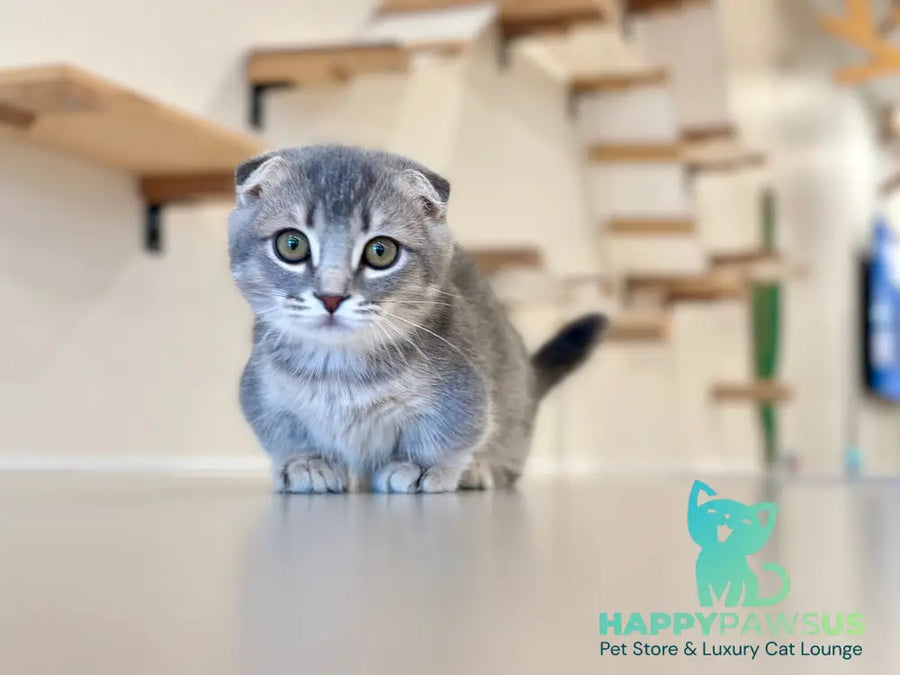 Jupiter Munchkin male blue ticked tabby - live animals