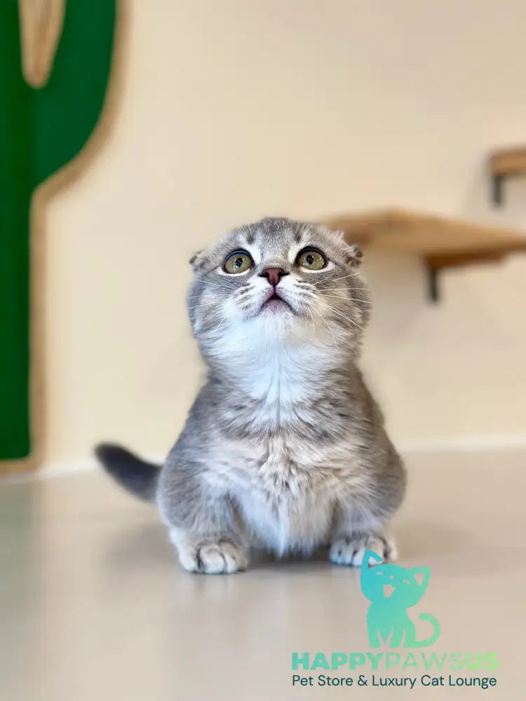 Jupiter Munchkin male blue ticked tabby - live animals