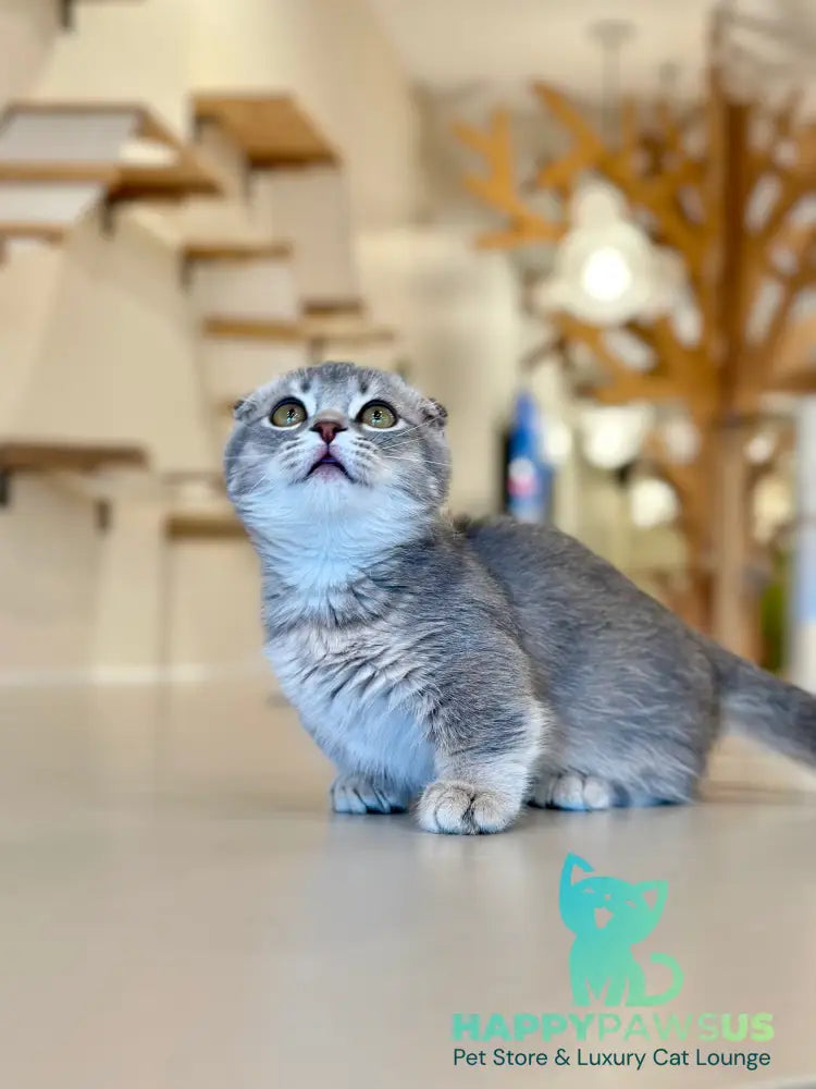 Jupiter Munchkin male blue ticked tabby - live animals