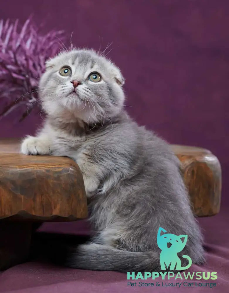 Jupiter Munchkin male blue ticked tabby - live animals