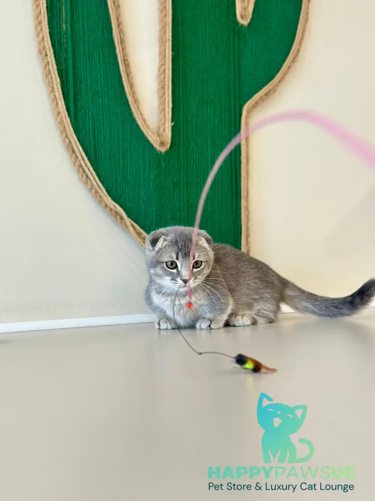 Jupiter Munchkin male blue ticked tabby - live animals