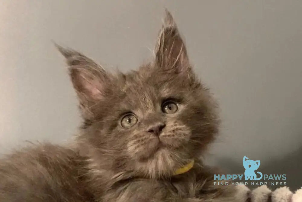 Justina Maine Coon female blue live animals