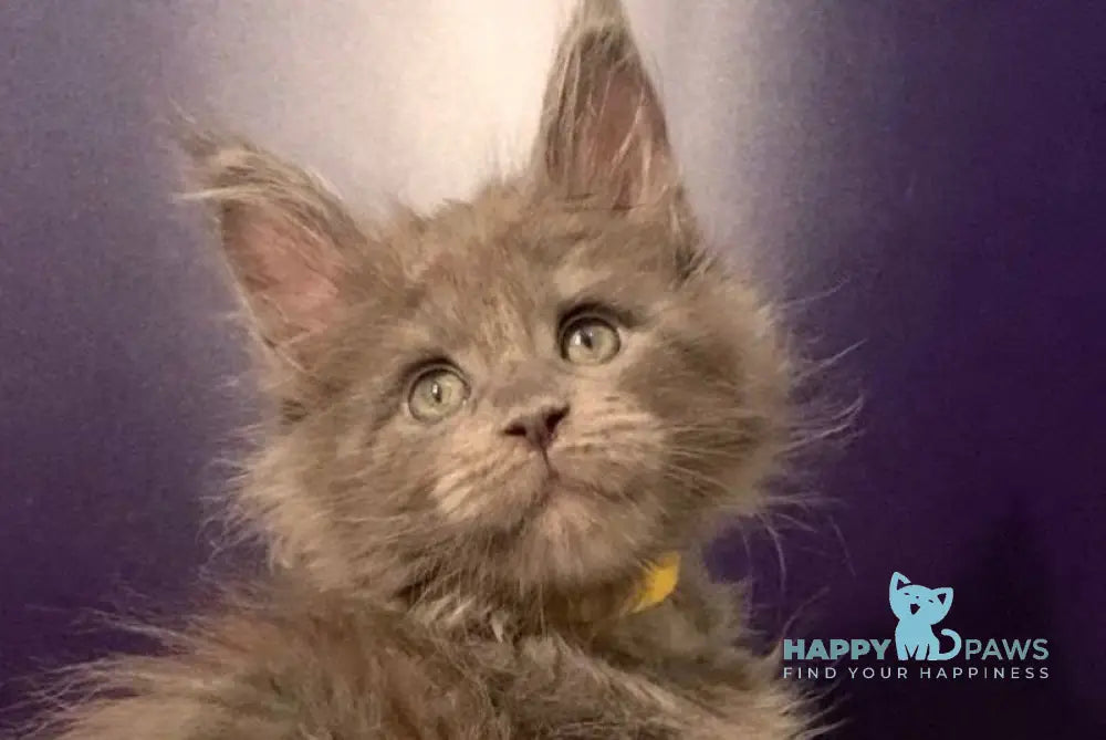 Justina Maine Coon female blue live animals