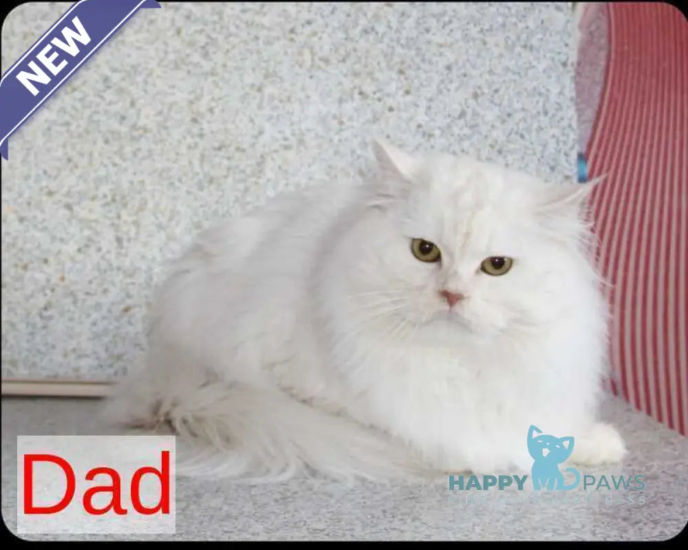 Kadet Siberian male black silver tabby - live animals