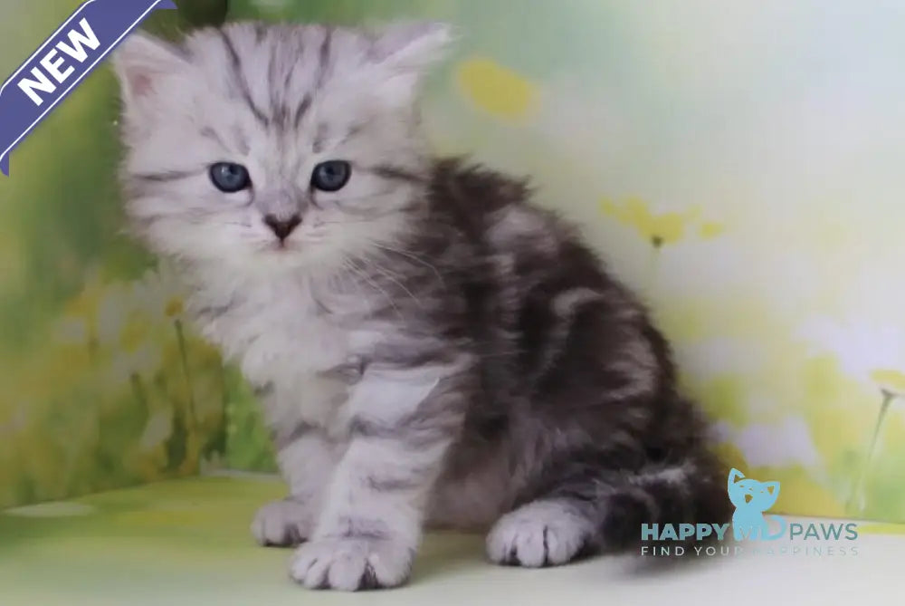 Kadet Siberian male black silver tabby - live animals