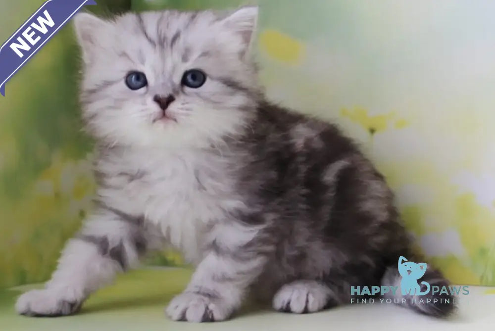Kadet Siberian male black silver tabby - live animals