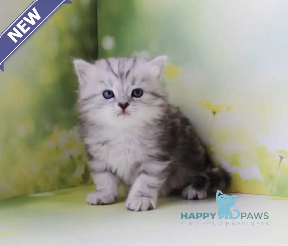 Kadet Siberian male black silver tabby - live animals