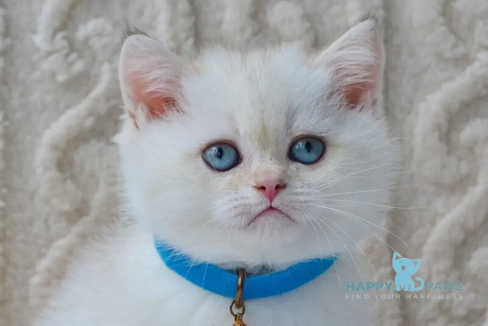 Kai British Shorthair male black golden shaded pointed live animals