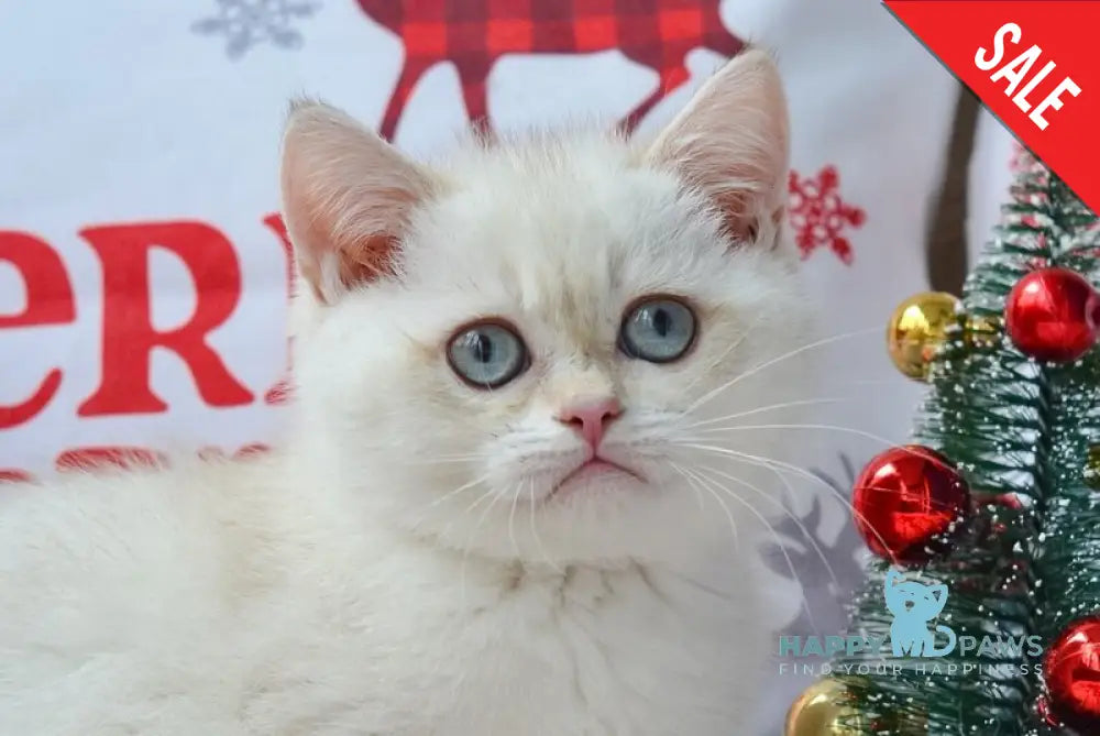 Kai British Shorthair male black golden shaded pointed live animals