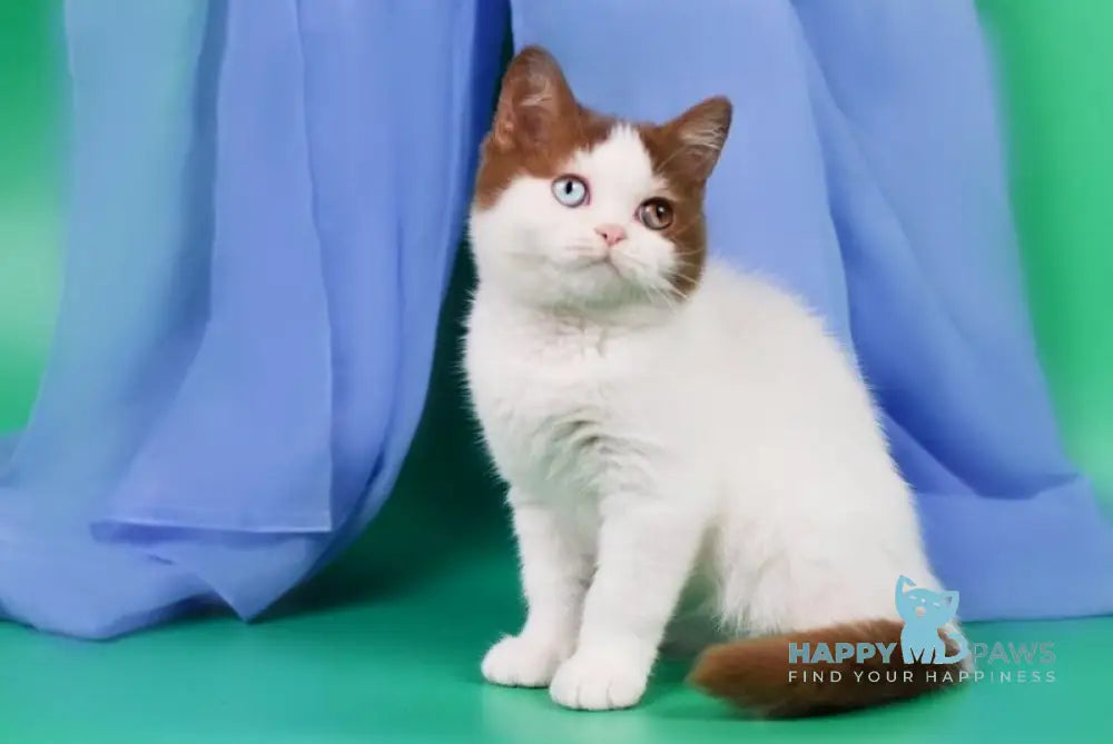 Kai British Shorthair male cinnamon harlequin live animals