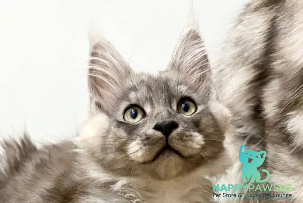 Kai Maine Coon male black silver live animals