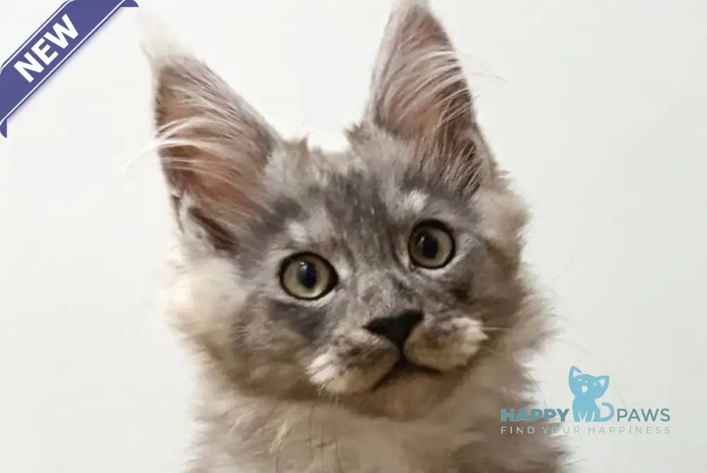 Kai Maine Coon male black silver live animals