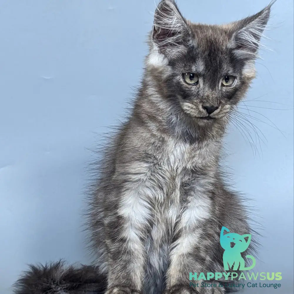 Kаi Maine Coon male black silver - live animals