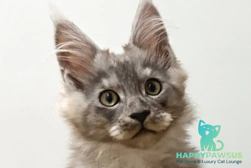 Kai Maine Coon male black silver live animals