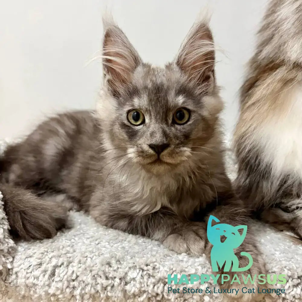 Kai Maine Coon male black silver live animals