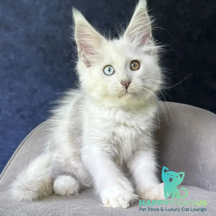 Kai Maine Coon male black silver shaded with white - live animals