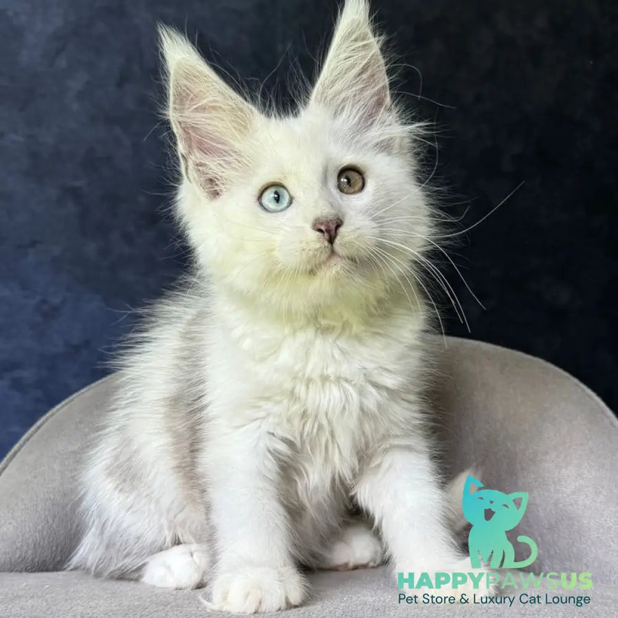 Kai Maine Coon male black silver shaded with white - live animals