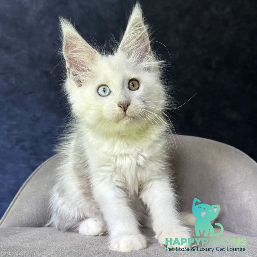 Kai Maine Coon male black silver shaded with white - live animals