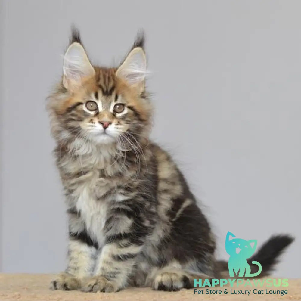 Kai Maine Coon male black tabby - live animals