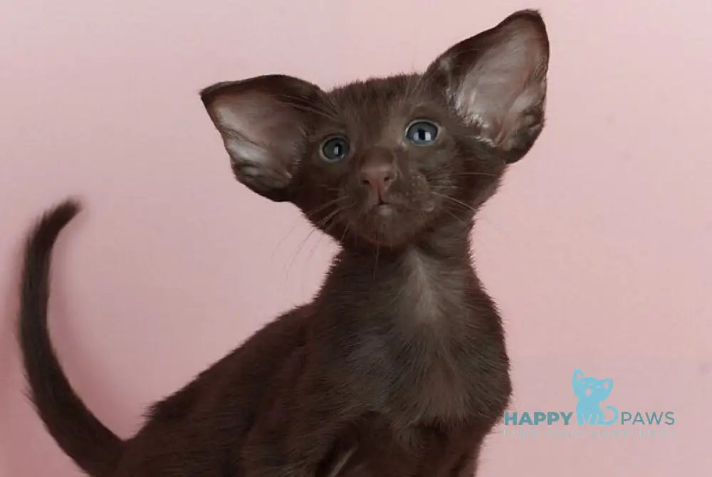 Kai Oriental Shorthair male chocolate live animals