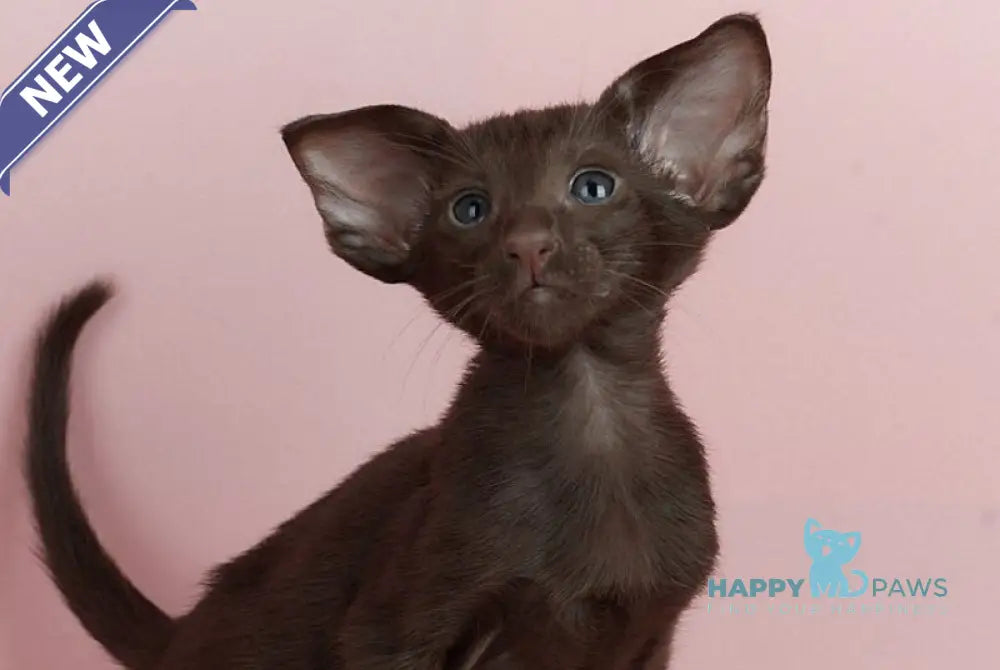 Kai Oriental Shorthair male chocolate live animals