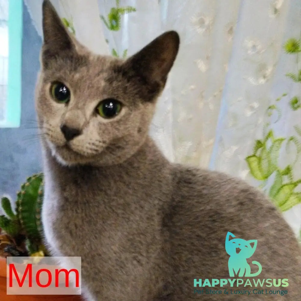Kai Russian Blue male blue - live animals
